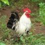 640px-bantam_chicken.jpg